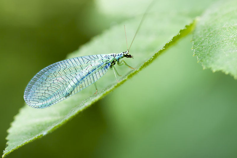 A close up of a lacewing moth on a green leaf on a green soft focus background.