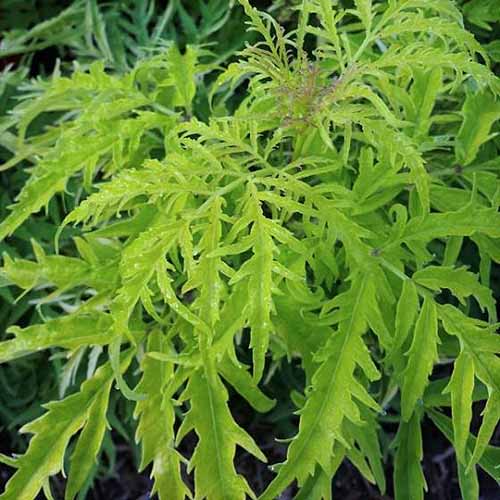 A close up of the light green foliage of the Sambucus nigra 'Lemony Lace' cultivar, growing in a container on a soft focus background.