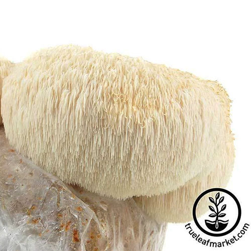A close up of a Lion's Mane mushroom growing on a block on a white background. To the bottom right of the frame is a black circular logo and text.