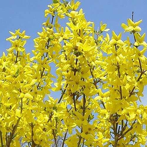 A close up of the bright yellow blooms of the 'Lynwood Gold' variety of forsythia, growing in the garden in bright sunshine with blue sky in the background.