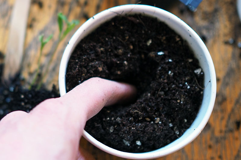 A close up of a hand from the left of the frame making a small hole in the soil of a white container set on a wooden surface.