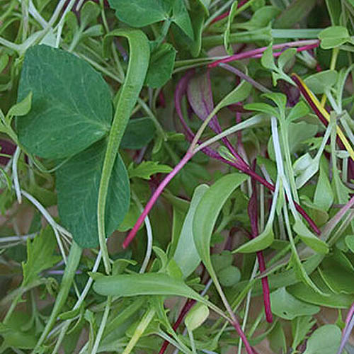 A close up of green and purple microgreen leaves freshly harvested.