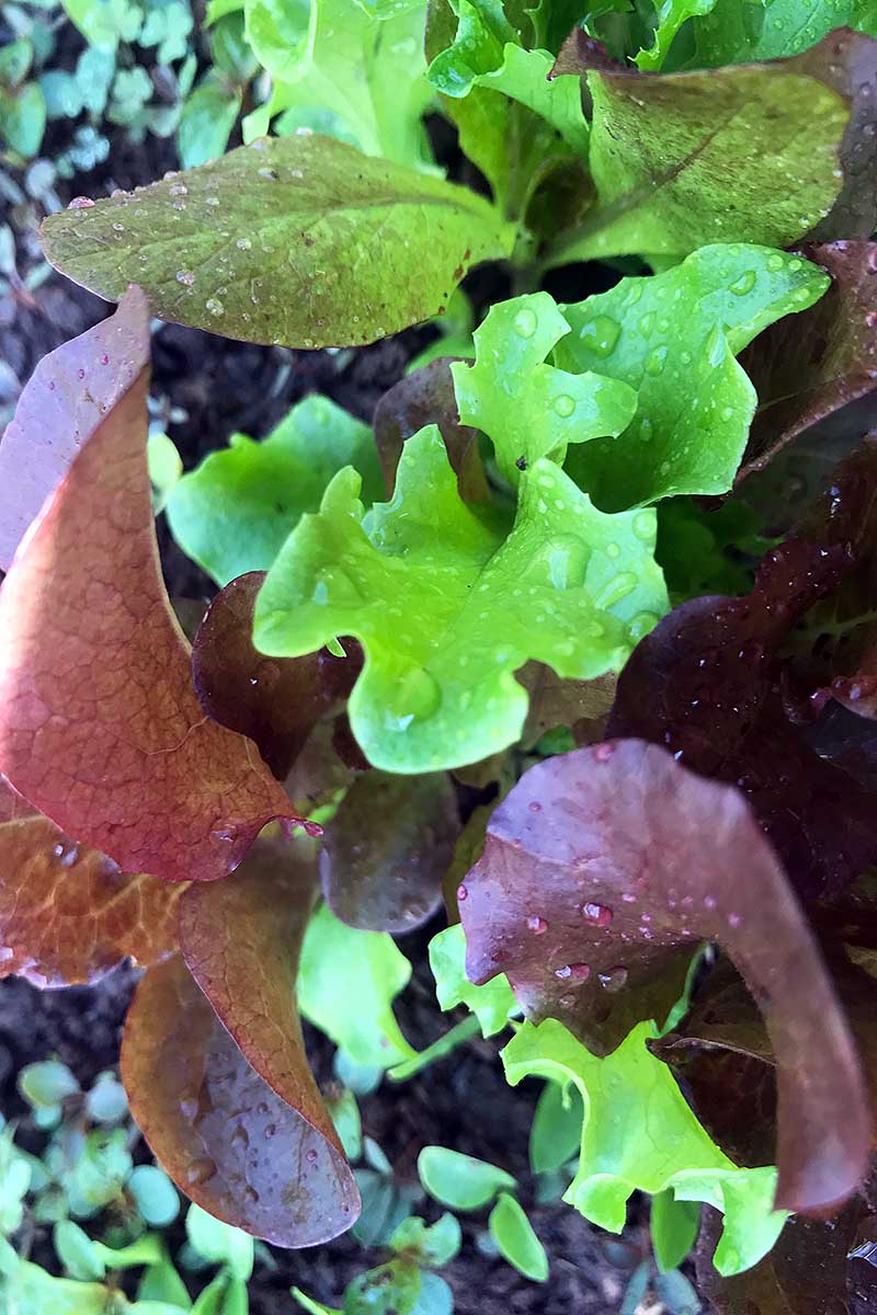 A vertical close up picture of salad microgreens growing in the garden with droplets of water on the red and green leaves.