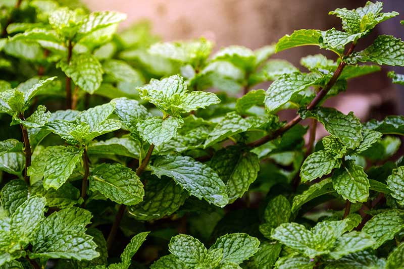 A close up of a mint plant growing in the garden with dark stems and dark green leaves, on a soft focus background.