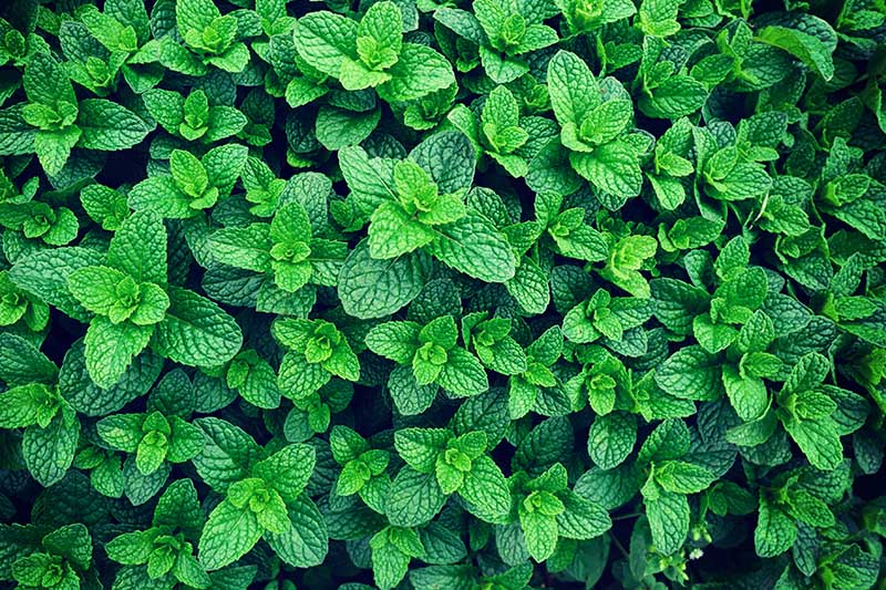 A close up of Mentha growing vigorously in the garden with bright green leaves.