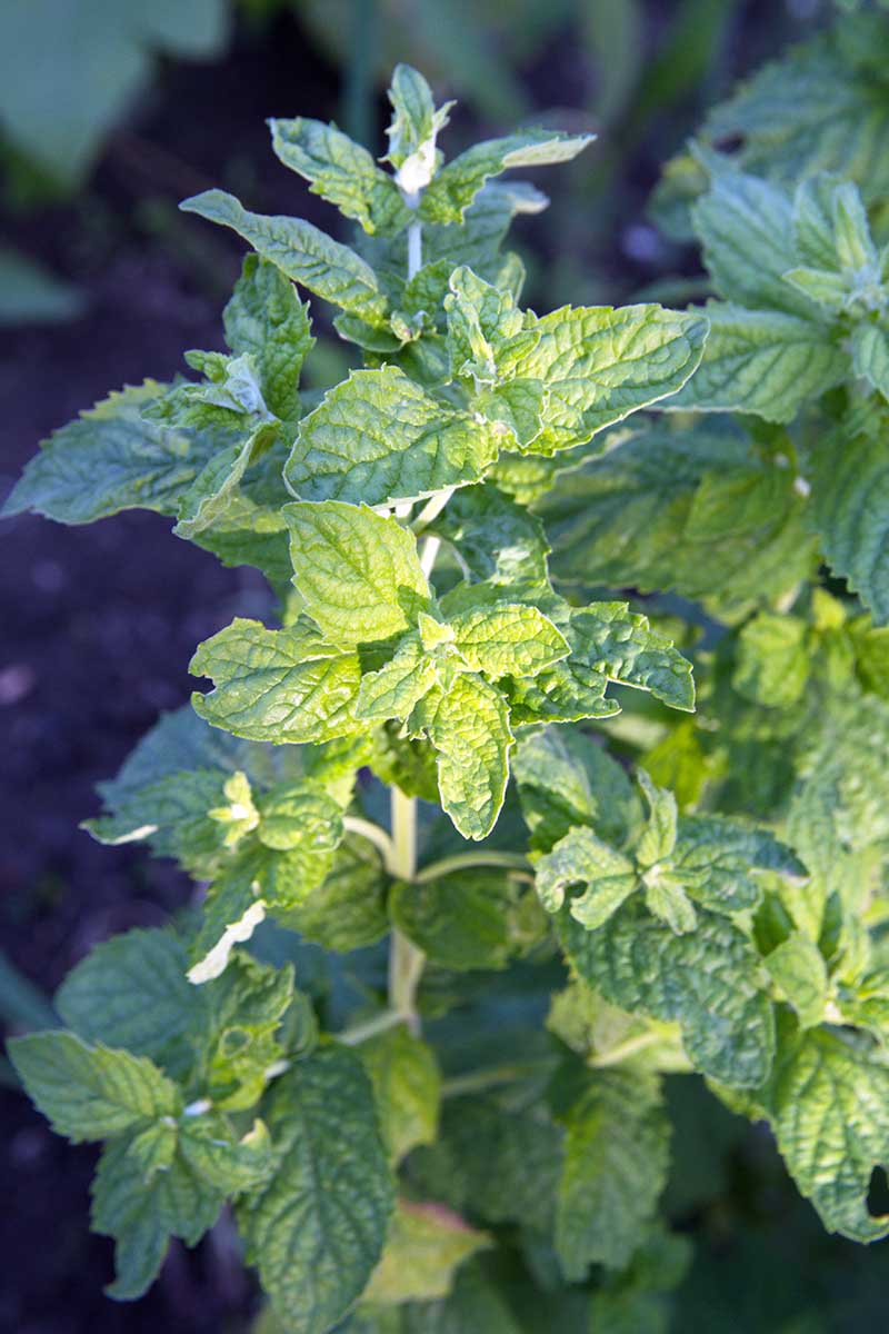 A close up vertical picture of a spearmint plant growing in the garden in soft sunlight on a soft focus background.