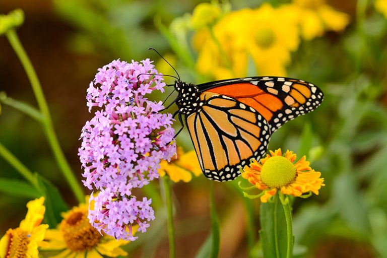 How to Attract Pollinators to the Garden | Gardener’s Path