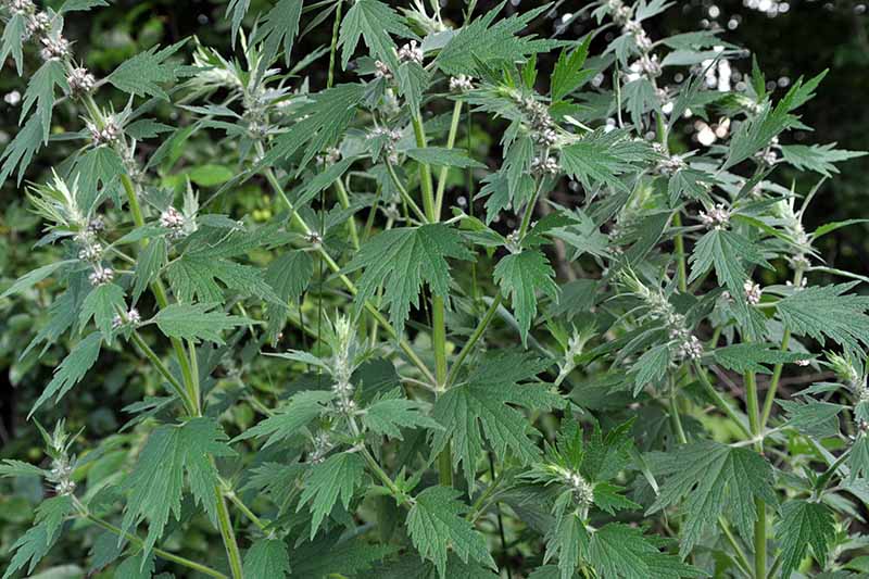 A close up of the dark green serrated leaves of motherwort growing in the garden on a dark soft focus background.