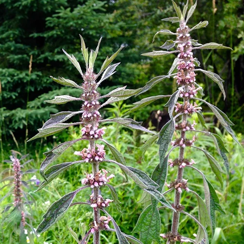 A close up of motherwort flowers growing in the garden.