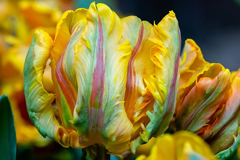 A close up of a multicolored yello, red, white, and green bloom of a parrot tulip, growing in the late spring garden on a soft focus background.
