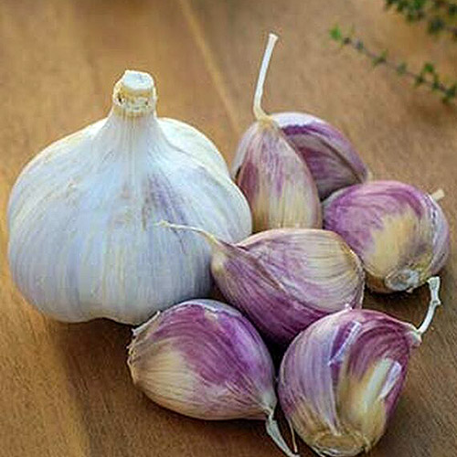 A close up of the dried bulb and cloves of the 'Music' variety of garlic set on a wooden surface.