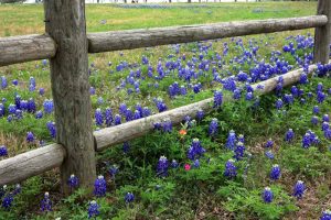 Rail Fence and Texas Bluebonnets.
