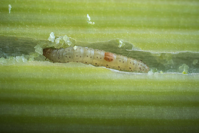 A close up of a leafminer tunneling into a green leaf, showing the damage it can cause.