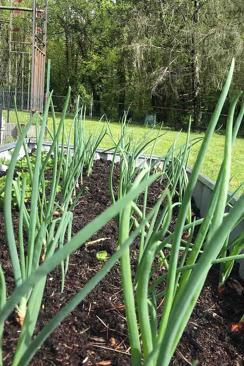 A close up vertical picture of bunching onions growing in a raised garden bed in bright sunshine with trees in soft focus in the background.
