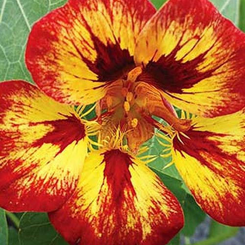 A close up of the bright red and yellow bicolored flower of Tropaeolum 'Orchid Flame' with foliage in soft focus in the background.