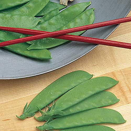 A close up of freshly harvested 'Oregon Sugar Pod II' peas set on a wooden surface, with a gray plate in the background and red chopsticks.