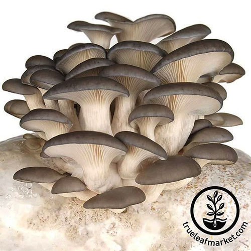 A close up of gray oyster mushrooms growing on a block on a white background. To the bottom right of the frame is a black circular logo and text.