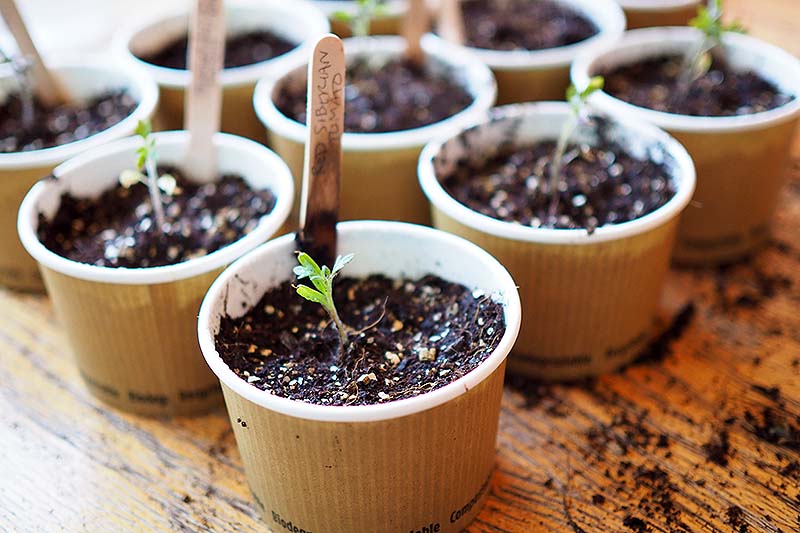 A close up of a selection of paper cups filled with soil and seedlings, with wooden plant markers set on a wooden surface.