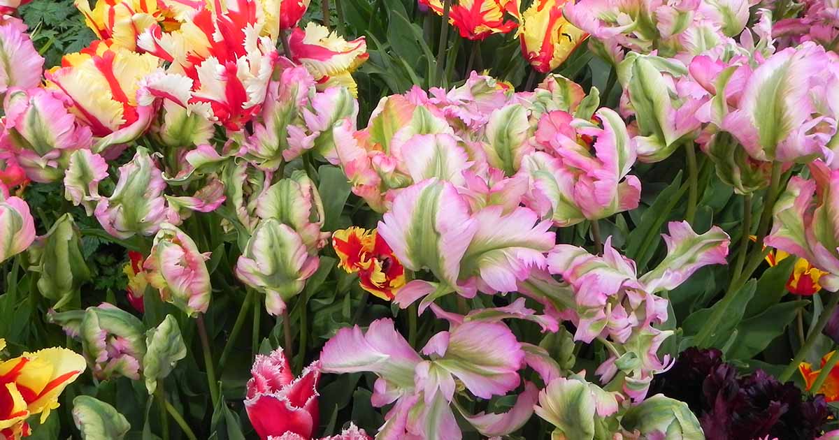Academyus Parrot Tulip Bulbs Flower Perennial Impressive Resistant Bonsai Roots 