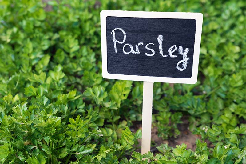 A close up of a patch of parsley growing in the garden with a black and white plant marker.