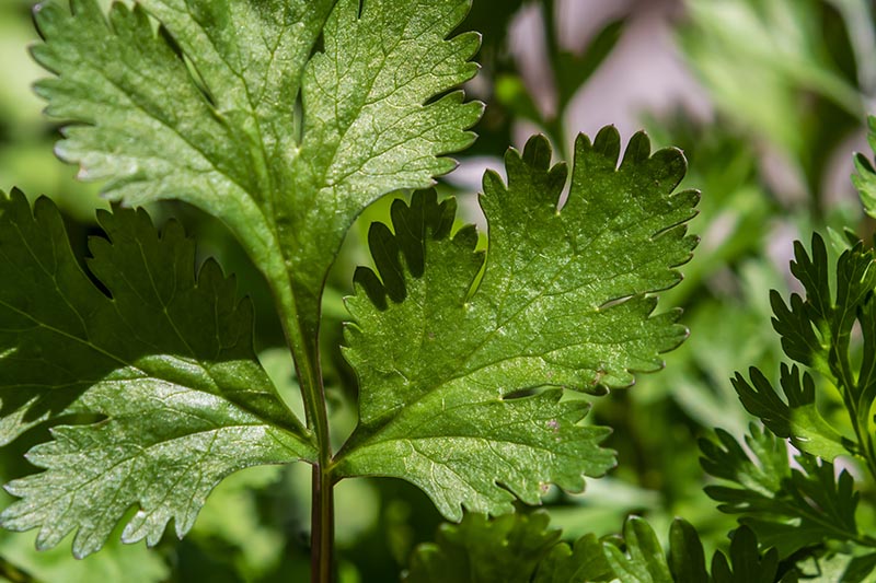 A close up of a parsley plant growing in the garden on a soft focus background.