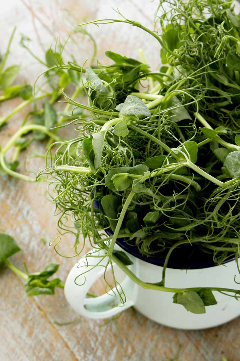 A vertical close up picture of freshly harvested pea shoots in a white mug set on a wooden surface.