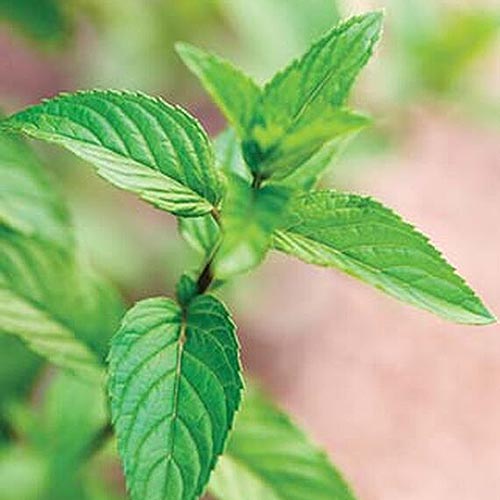 A close up of the bright green leaves of the 'Peppermint Chocolate' Mentha variety on a soft focus background.
