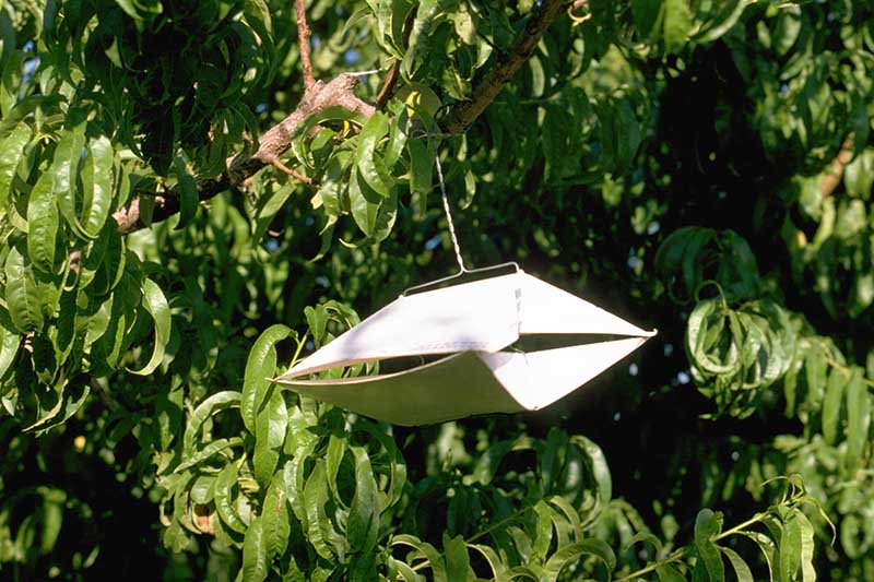 A close up of an insect trap hanging from a tree in bright sunshine on a soft focus background.