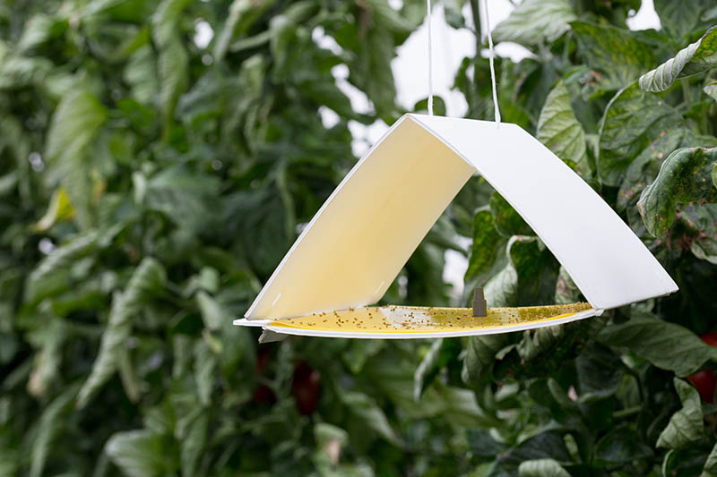 A close up of a white insect trap with a lure in the center hanging from a tree on a soft focus background.