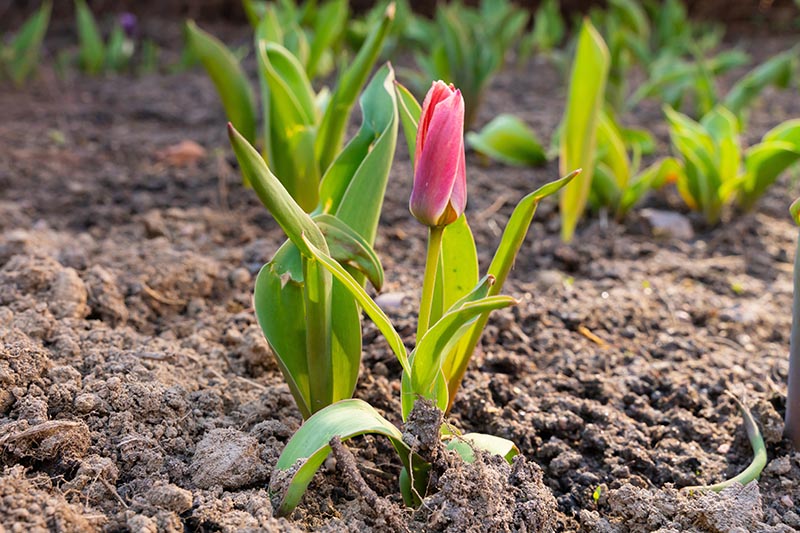 A close up of a small pink tulip flower just starting to open up in the springtime with foliage that is turning slightly yellow, pictured in the bright sunshine, with soil in the background in soft focus.
