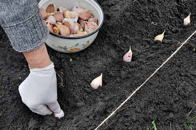 A close up of a hand from the left of the frame planting garlic cloves in a row into rich soil in the garden, with a bowl.