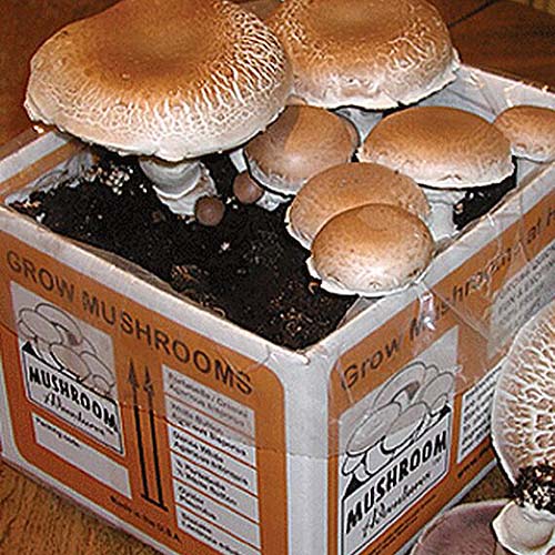 A close up of the packaging of a portabella mushroom growing kit.