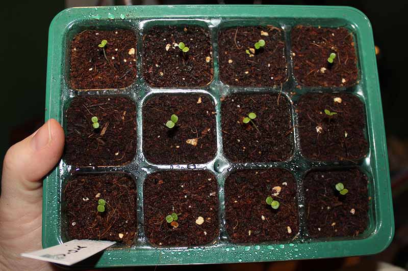 A close up of a plastic seedling tray with germinated seeds on a dark background.