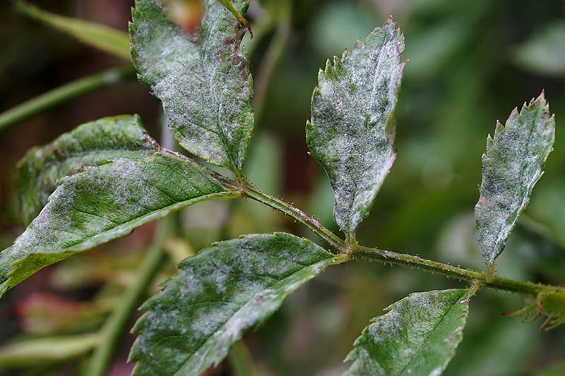 A close up of a stem and foliage of a plant suffering from powdery mildew, a fungal infection causing white patches on the leaves.