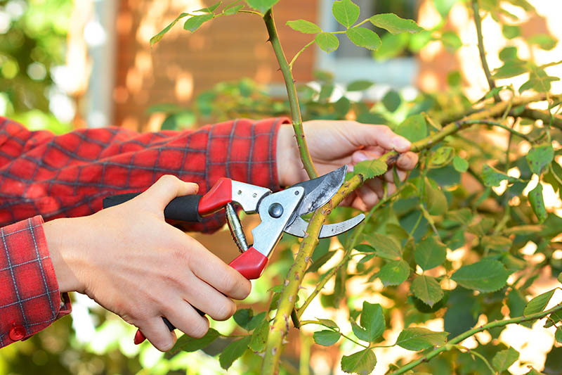 A close up of a hand from the left of the frame holding garden pruners and cutting a stem from a rose bush, in bright sunshine, on a soft focus background.