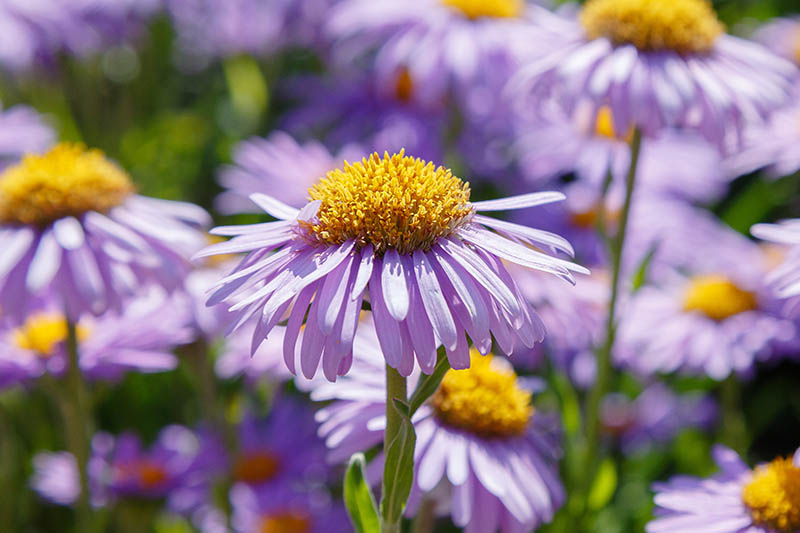 zbliżenie jasnoróżowych kwiatów z jasnożółtymi centrami rosnącymi w ogrodzie w filtrowanym słońcu na miękkim tle ostrości.