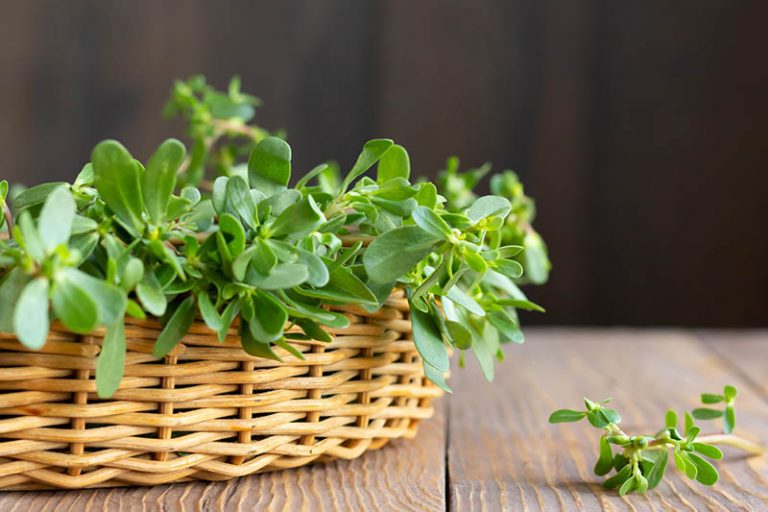 How to Plant and Grow Purslane | Gardener’s Path