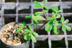 How to Plant and Grow Purslane | Gardener’s Path