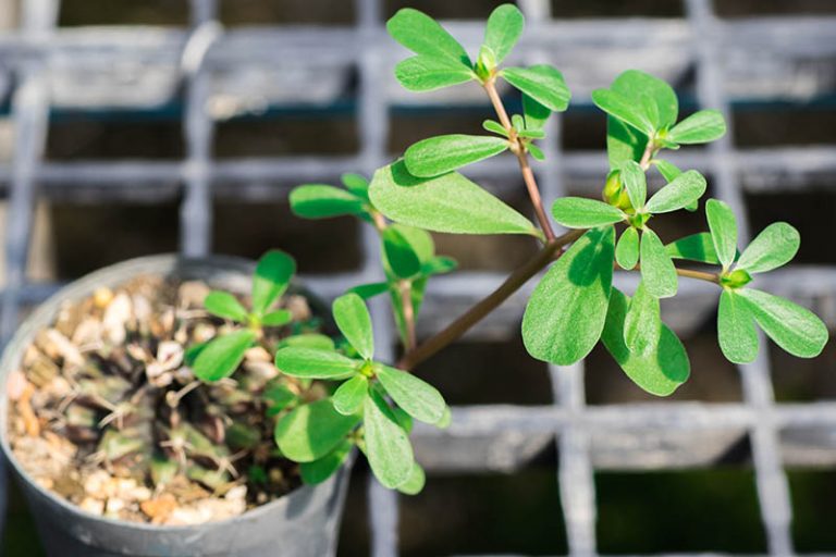 How to Plant and Grow Purslane | Gardener’s Path