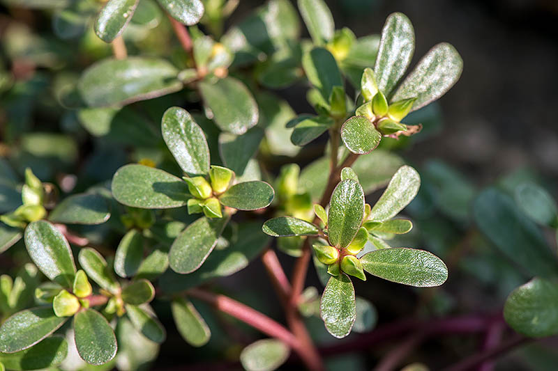A close up of a Portaluca oleracea plant with red stems and succulent green leaves pictured in bright sunshine on a soft focus background.