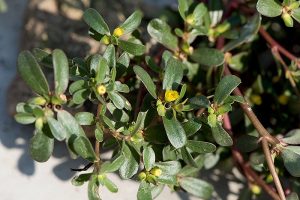 How to Plant and Grow Purslane | Gardener’s Path