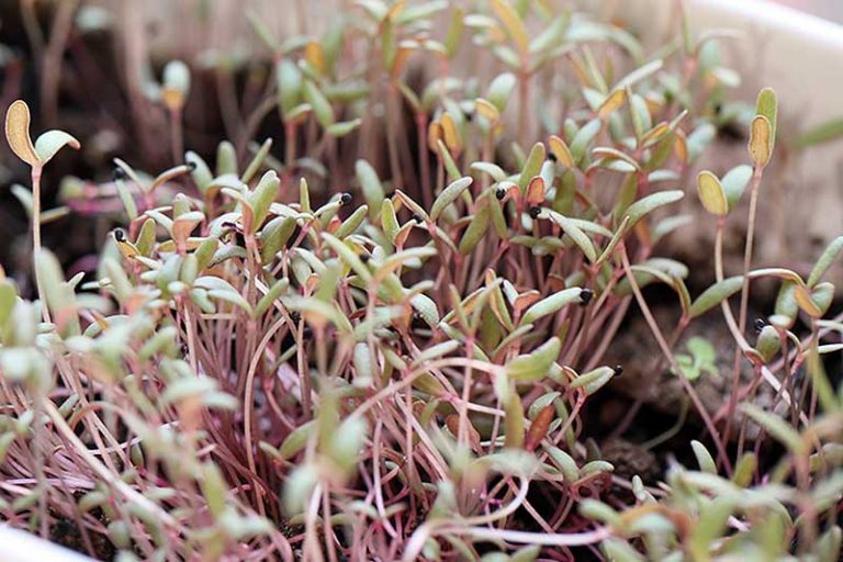 How to Plant and Grow Purslane | Gardener’s Path