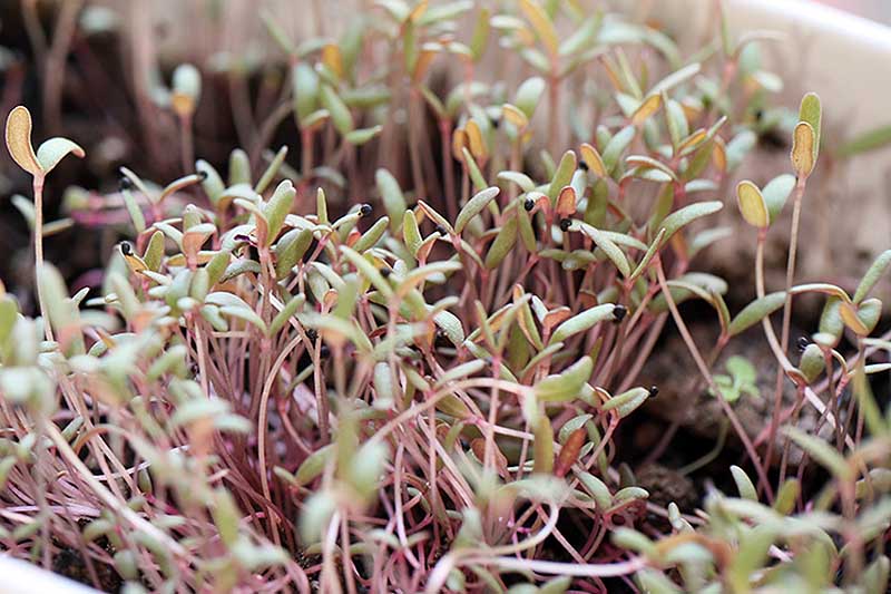 A close up of Portaluca oleracea being grown indoors as microgreens with small leaves and long thin stems.