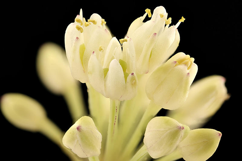 A close up of a flower of Allium tricoccum on a dark background.
