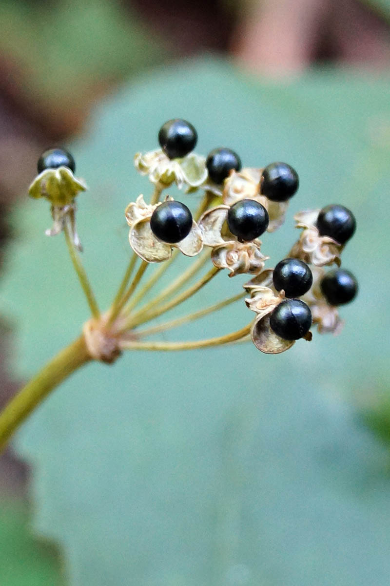 A close up of a dried flower head and small black seeds of Allium tricoccum on a soft focus background.