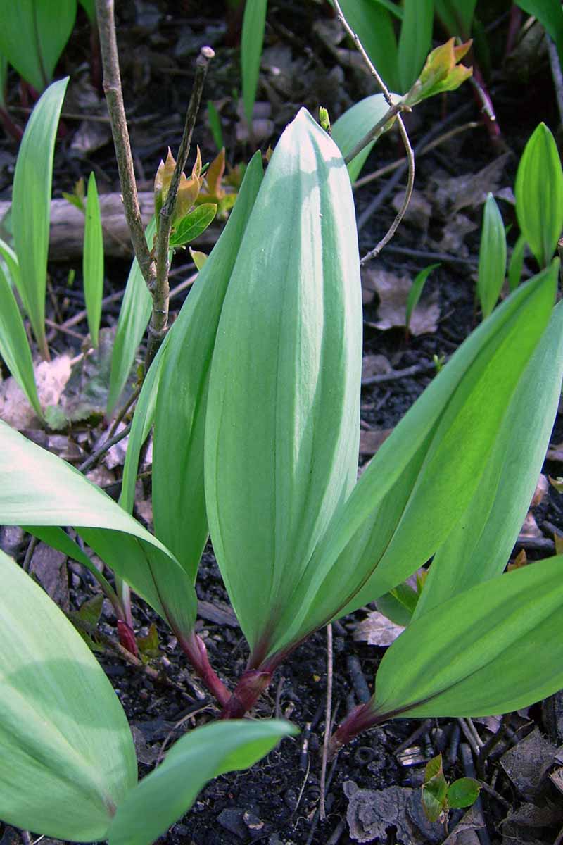 A vertical close up of Allium tricoccum with large green leaves and purple stems growing in the wild on a soft focus background.