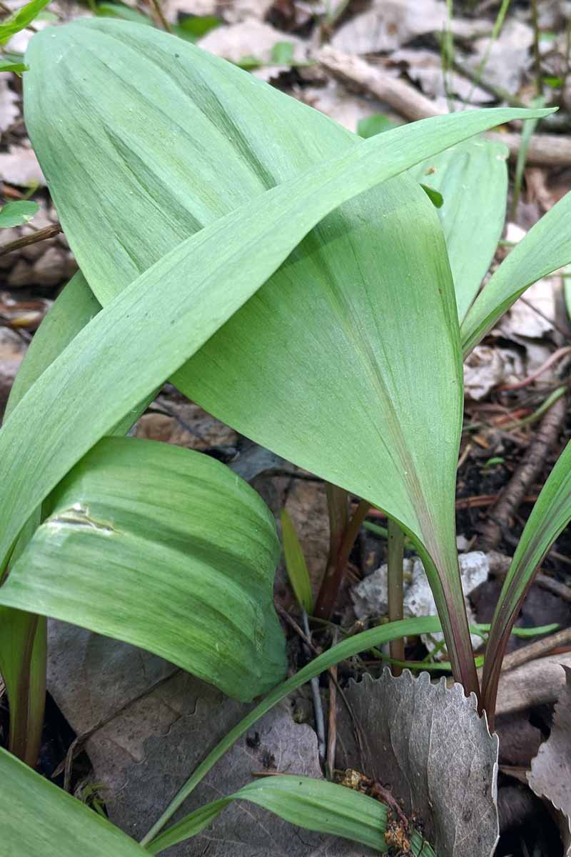 A vertical picture of the large flat green leaves of Allium tricoccum growing amongst fallen leaves.
