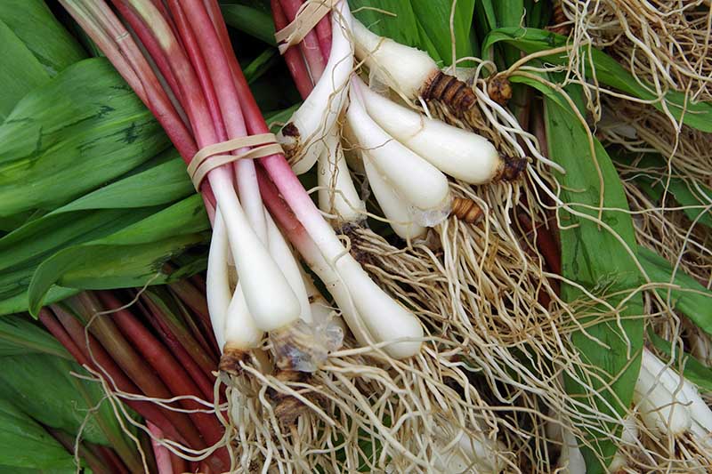 A close up of the bottom section of Allium tricoccum plants showing the long roots and white and red stems, surrounded by green foliage.