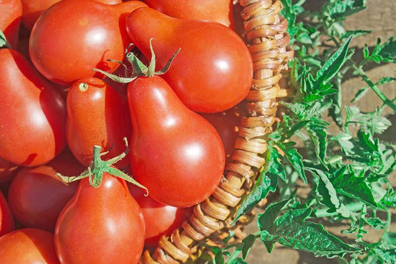 A close up of a wicker basket filled with 'Red Pear' tomatoes with foliage in the background, pictured in bright sunshine/