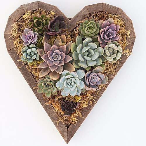 A close up of a heart shaped wooden planter containing succulent plants set on a white surface.